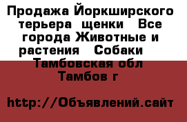 Продажа Йоркширского терьера, щенки - Все города Животные и растения » Собаки   . Тамбовская обл.,Тамбов г.